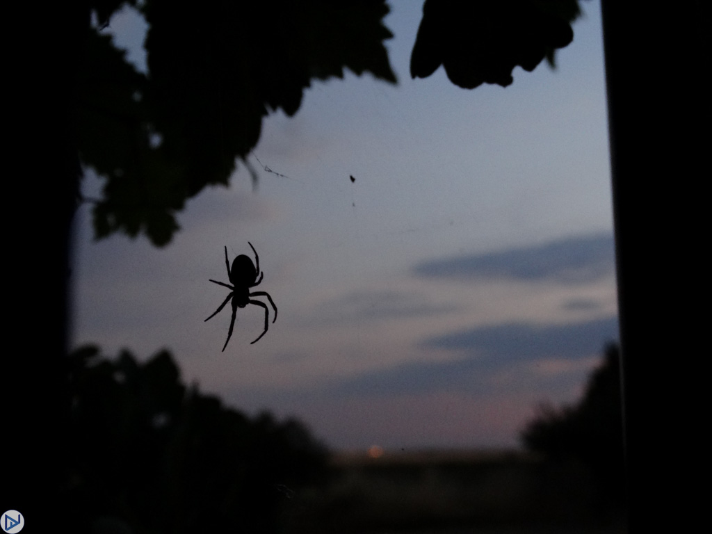 El cazador de la noche